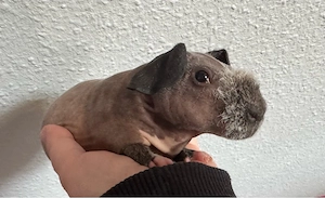 Skinny Pig Meerschweinchen Kastrat California