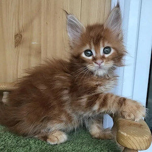 Entwurmte Maine-Coon-Kätzchen (männlich und weiblich)