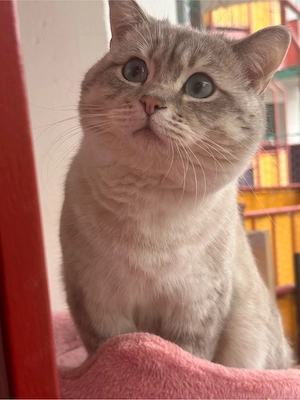 Wunderschöne Kater (BKH) zu verkaufen