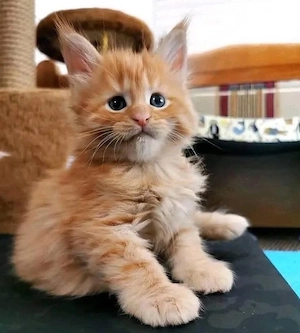 Entzückende reinrassige Maine-Coon-Kätzchen