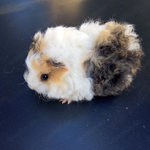  Junge wuschelige Meerschweinchen m w u Liebhabertier Dame weiß 