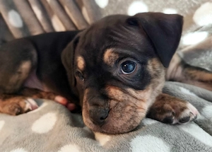 bulldog boxer welpen