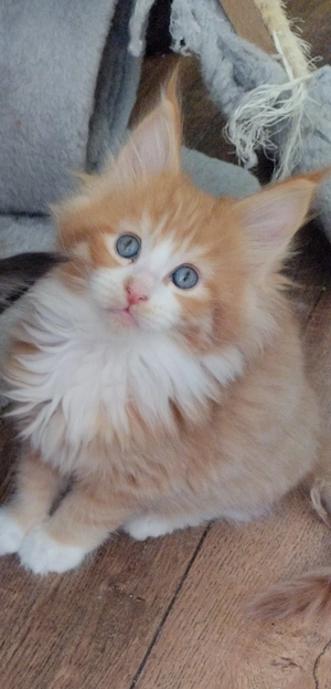 Mexx die unentschlossene