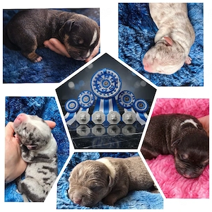 American Bully Welpen ABKC registriert | Top Abstammung