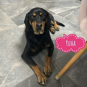 Yuha, absolute Traumhündin, verträglich, lieb, gehorsam und verschmust