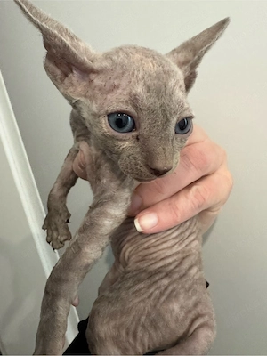 Cornish Rex    Sphynx Kitten Mix