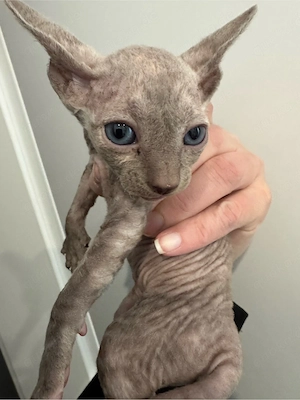 Sphynx   Cornish Rex Mix 
