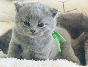 Reinrassige blaue BKH Kitten 