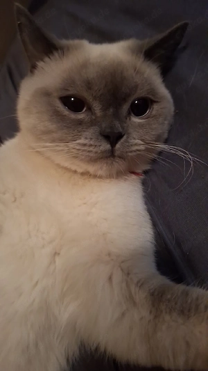   Deckkater auf Besuchstour   