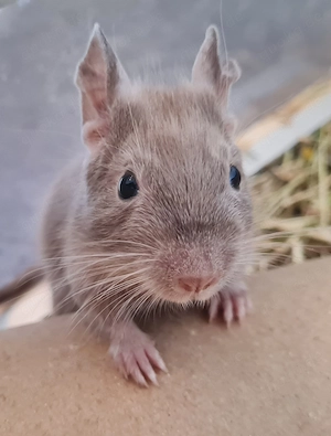 Degus suchen ein schönes neues Zuhause!