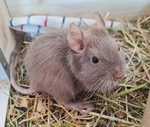 Degus suchen ein schönes neues Zuhause!