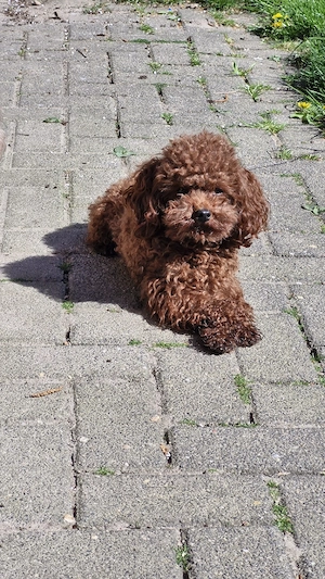 Asiatischer Toypudel Rüde Toy Pudel Mini Hund 