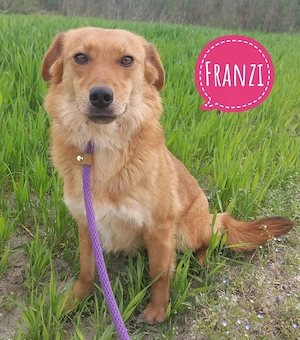 Franzi, wunderhübsche und menschenbezogene Kokoni Mix Hündin