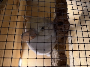 Chinchilla sucht neues Zuhause 