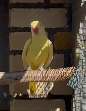 Alexandersittich Henne groß