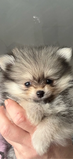 Pomeranian zwergspitz