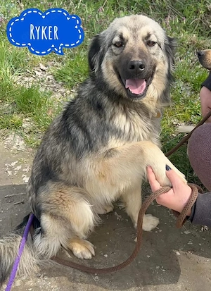 Ryker, traumhaft schöner und menschenbezogener Mischling, Sarplaninac   Collie