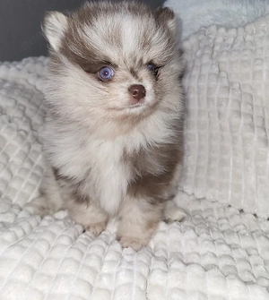 Zwergspitz Pomeranian Welpen