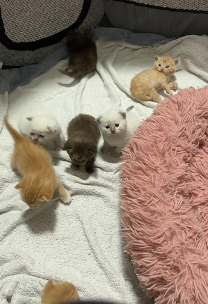 BKH max Ragdoll Kitten suchen liebevolles Zuhause