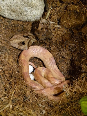 Ankündigung Kornnattern