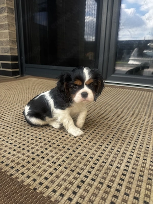 Cavalier King Charles Spaniel Welpen sucht neues Haus 