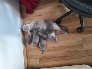 Britisch kurzhaar kitten zu verkaufen 