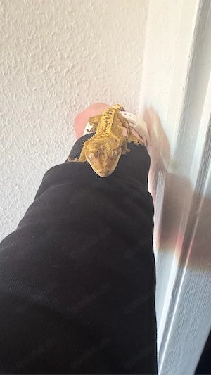 Kronengecko  Weibchen, 14 Monate