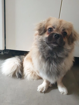 Kleiner Wuschelrüde sucht