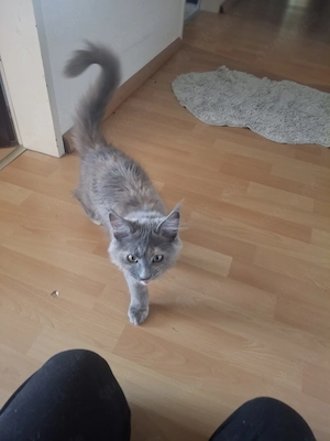 Wunderschöne maine coon