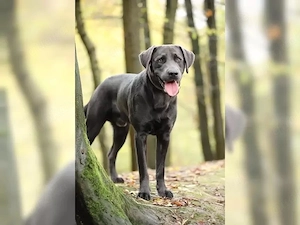 Labrador Deckrüde charcoal - kein Verkauf