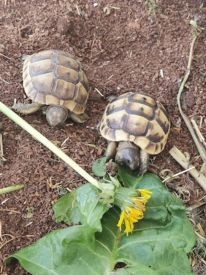 Testudo Graeca 2025 Bild 3