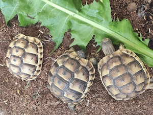 Testudo Graeca 2025 Bild 4