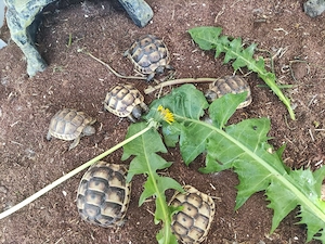 Testudo Graeca 2025 Bild 2