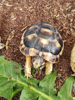 Testudo Marginata 2025