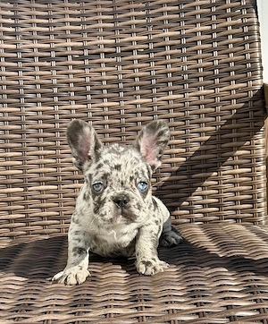 Extrem süß Französische Bulldoggen Welpen Bild 9