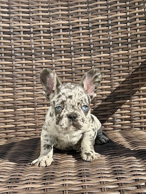 Extrem süß Französische Bulldoggen Welpen Bild 8