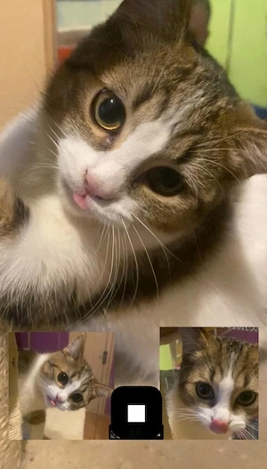 Verkaufe hübschen Persermischling geb. 5.5.2025