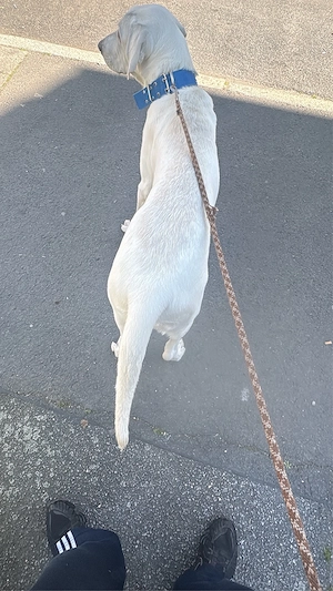 kangal akbas such dringend neues zuhause Bild 5