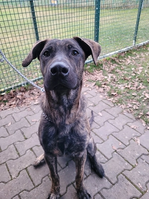 Thyson sucht ein neues Zuhause 