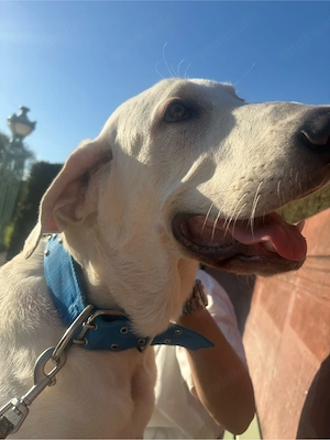 kangal akbas such dringend neues zuhause Bild 2