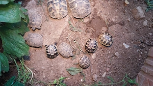 Griechische Lanschildkröten
