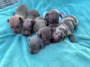 wunderschöne Prager Rattler Welpen in (verschiedewn Farben)