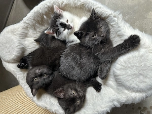 Britisch kurzhaar   hauskatze mischling 