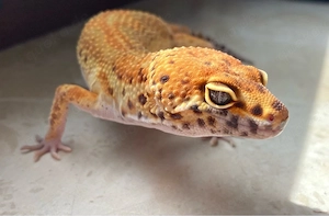 Clown Electric p.h Tremper Leopardgecko Männchen