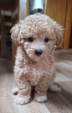 Maltipoo Welpen Stammbaum Mama und Papa