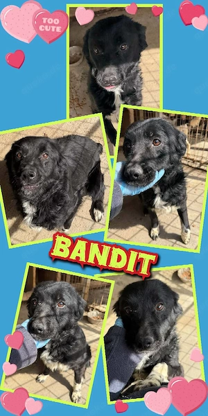 sehr lieber, offener, menschenbezogener Rüde "Bandit" sucht ein liebevolles Zuhause