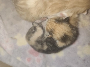    Süße Kitten suchen ein liebevolles Zuhause   