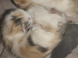    Süße Kitten suchen ein liebevolles Zuhause   