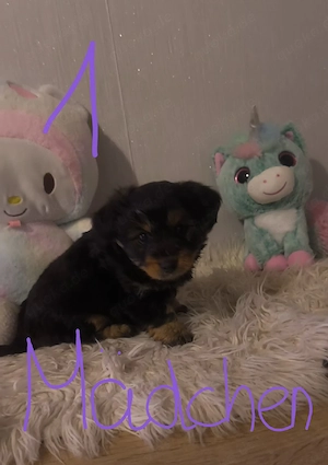 Unsere Hündin hat süße Welpen bekommen   