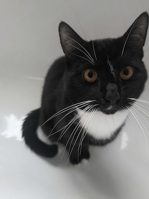 Schweren Herzens liebevollen Kater abzugeben